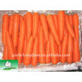 Red Carrot 150g-250g de Jining Brother